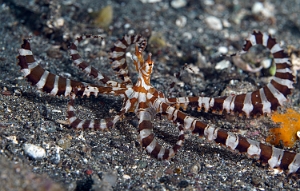 Raja Ampat 2019 - DSC07579_rc - Wonderpus octopus - Pieuvre mimetique - Wunderpus photogenicus